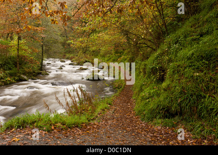 Sendero por el río West Lyn encima Watersmeet en otoño, Exmoor National Park, Devon, Inglaterra, Reino Unido. Foto de stock