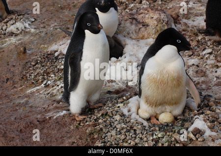 Una pareja de pingüinos Adelie con su nido de huevos de Enero 7, 2012 en la Isla de Ross, en la Antártida. Miles de pingüinos Adelia que se reunirán en el mes más cálido en la Isla de Ross para tener y criar a sus polluelos. Foto de stock
