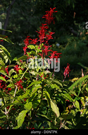Odontonema Firespike, tubaeforme, Acanthaceae. América Central. Syn. Justicia tubaeformis, Thyrsacanthus tubaeformis