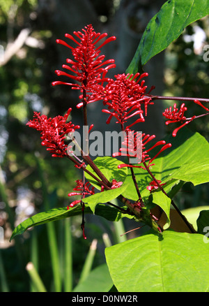 Odontonema Firespike, tubaeforme, Acanthaceae. América Central. Syn. Justicia tubaeformis, Thyrsacanthus tubaeformis