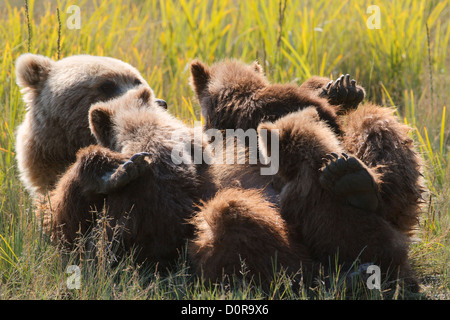 Siembre con triplete marrón o Grizzly Bear primavera cubs, Lake Clark National Park, Alaska.