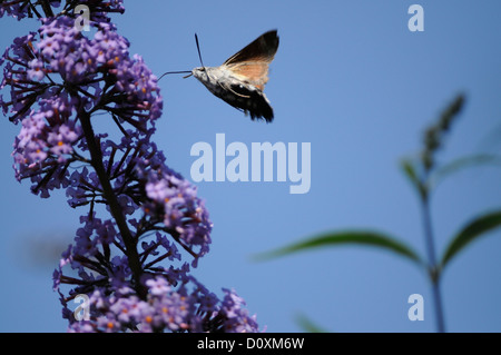 Hummingbird Hawk-moth, Macroglossum stellatarum, Sphingidae, en vuelo, Hawk-moth, mariposas, insectos, animales en Buddleia, Butte Foto de stock