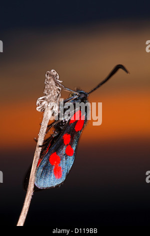 6-spot Burnett (Zygaena filipendulae) polilla posados en el crepúsculo. En el Causse de Gramat, región de Lot, Francia. Junio