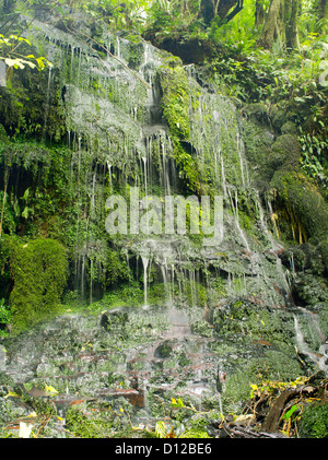 Helechos gotea agua, cerca de Horseshoe Falls y el matai falls, catlins, Southland, Nueva Zelandia; oct 2012 Foto de stock