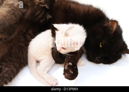 Gato negro abrazando gatito blanco sobre fondo blanco.