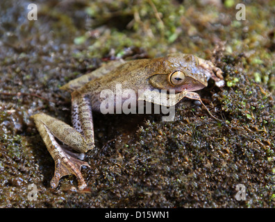 Brillante-eyed Tree Frog malgaches, Boophis madagascariensis, Boophinae, Mantellidae AMPHIBIA, ANURA,. Madagascar, África. Foto de stock