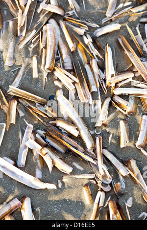 Varios navaja almeja en playa holandesa Foto de stock