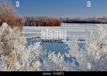Las heladas invernales alrededor de un estanque de patos, el Bosque del Apache NWR, Nuevo México, EE.UU.