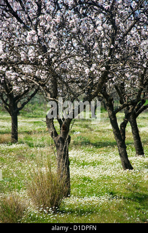 Huerto de almendros en flor (Pelion, Tesalia, Grecia) Foto de stock