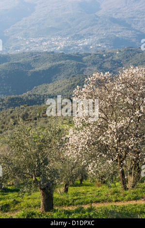 Primavera paisaje griego con el florecimiento almendro (Península de Pelión, Tesalia, Grecia) Foto de stock