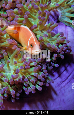 Rosa Anemonefish (Amphiprion perideraion) en anémonas, cerca de los arrecifes, Padre Bismark Mar, Papua Nueva Guineaunderwater shot Foto de stock