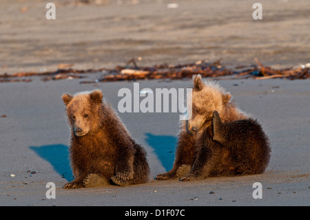 Crías de oso pardo en la playa, el Parque Nacional Lake Clark, AK Foto de stock