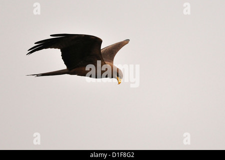 Milano negro Milvus migrans Accipritidae, Parque Nacional de Gambella, Etiopía, África Foto de stock