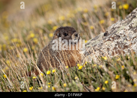Amarillo-curva marmota (Marmota flaviventris) en medio de la dríada amarillo, el Monte Evans, Arapaho-Roosevelt National Forest, Colorado, EE.UU. Foto de stock