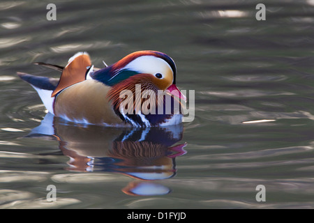 Macho de Pato mandarín (Aix galericulata), Londres, Reino Unido, invierno