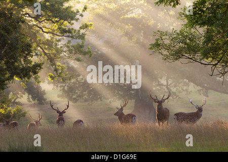 Ciervos en la niebla de la mañana, Woburn Abbey Park, en Woburn, Bedfordshire, Inglaterra, Reino Unido, Europa Foto de stock