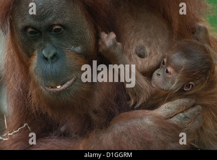 Madre orangután 'Rosa' mantiene su descendencia en el zoológico de Frankfurt am Main, Alemania, el 20 de diciembre de 2012. El orangután bebé nació el 30 de noviembre. Foto: BORIS ROESSLER Foto de stock