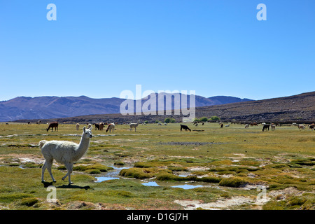 El pastoreo de llamas y alpacas, Tunupa, Bolivia, América del Sur Foto de stock