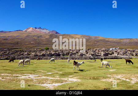 El pastoreo de llamas y alpacas, Tunupa, Bolivia, América del Sur Foto de stock