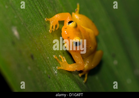 Golden Rocket Frog (Anomaloglossus beebei) en el tanque gigante (bromeliácea Brocchinia micrantha), el Parque Nacional de Kaieteur, Guyana