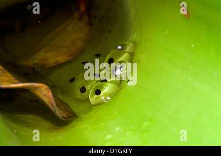 Freza del Golden Rocket Frog (Anomaloglossus beebei) en bromelias tanque gigante, el Parque Nacional de Kaieteur, Guyana