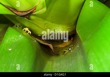 Golden Rocket Frog (Anomaloglossus beebei) custodiando desovan en bromelias tanque gigante, el Parque Nacional de Kaieteur, Guyana