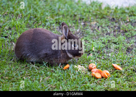 La comida de un enano domesticado el conejo (Oryctolagus cuniculus) que viven en relativa libertad. Le repas d'un lapin nain apprivoisé. Foto de stock