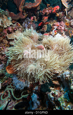 Rosa anemonefish (Amphiprion perideraion), Sulawesi, Indonesia, el sudeste de Asia, Asia Foto de stock