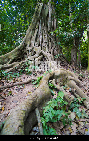 Viejo Twisted Roots en el bosque en las cascadas de Kuang Si, en Luang Prabang, Laos, SIndochina, Sudeste de Asia, Asia