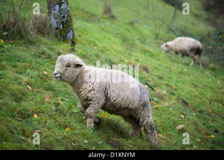 Cute ovejas en pradera verde Foto de stock