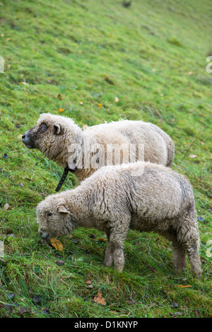 Cute ovinos en pradera verde Foto de stock