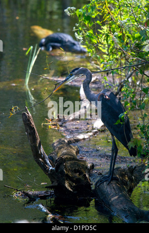 Gran Garza Azul y el cocodrilo americano en los Everglades de Florida. Foto de stock