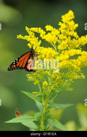 Mariposa monarca (Danaus plexippus) adulto nectaring en Canadá goldenrod flores, mayor en Sudbury, Ontario, Canadá Foto de stock