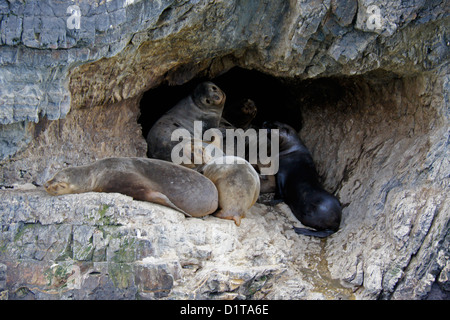 América del Sur, el sur patagónico) lobos marinos descansando en la cueva,  seno de Última Esperanza de sonido), Patagonia, Chile Fotografía de stock -  Alamy