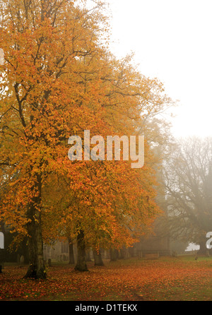 Una escena de otoño de hayedos con coloridas hojas en un cementerio de la campiña inglesa en una mañana brumosa.