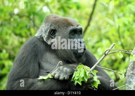 Un gorila de las tierras bajas occidentales cautivo en la Ciudad de Nueva York el Bronx Zoo Foto de stock