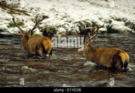 Dos ciervos rojos (CERVUS ELAPHUS] negociar las frías aguas del río Dee en Escocia en un día de invierno