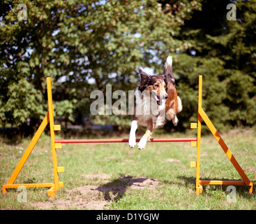 Perro de raza mixta (Canis lupus familiaris). Adulto saltan por encima de un obstáculo en una agilidad curso Foto de stock