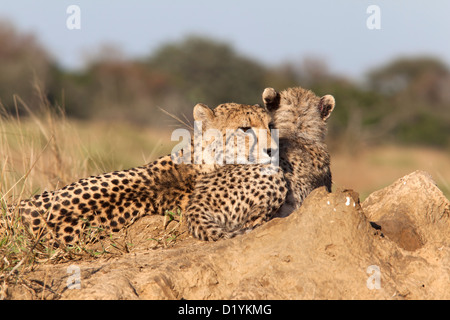 Con cub guepardo (Acinonyx jubatus), Phinda Private Game Reserve, Kwazulu Natal, Sudáfrica Foto de stock