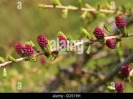 Unión Alerce, Larix decidua, Pinaceae. Europa. Foto de stock