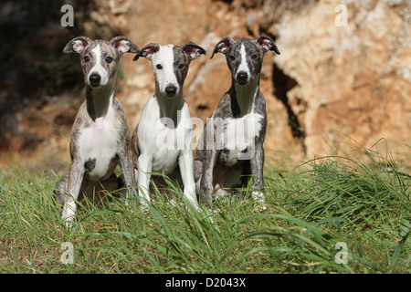Perro Whippet (Spanish Greyhound miniatura) tres cachorros sentados en el césped