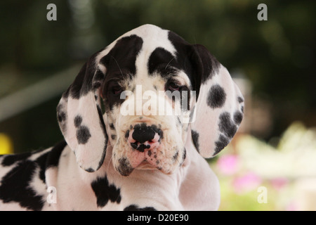 Harlequin Colorido Cão-grande-dane Ou Cachorro-alemão Cachorrinho-de-cheiro  O Maior Cachorro Do Mundo Isolado Em Bege Imagem de Stock - Imagem de  enorme, animal: 223214757