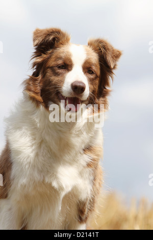 El Border Collie perros adultos retrato en blanco y rojo Foto de stock