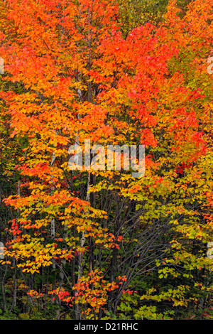 El arce rojo (Acer rubrum) Otoño follaje, mayor en Sudbury, Ontario, Canadá Foto de stock