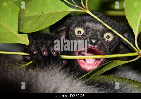 Bebé de Indri lemur, sigue practicando y alimentado por su madre