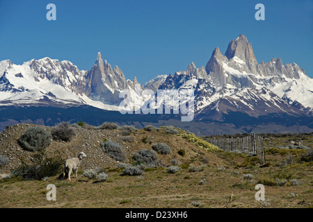 El Cerro Torre, Cerro Fitz Roy, y el rango de Fitz Roy de la Cordillera de Los Andes, Los Glaciares, NP, Patagonia, Argentina Foto de stock