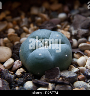 Peyote (Lophophora williamsii) que contienen las drogas alucinógenas mescalina. Foto de stock