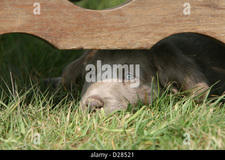 Perro Weimaraner longhair / cachorro durmiendo bajo un banco Foto de stock