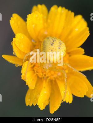 Camuflado en una araña cangrejo amarillo amarillo flor de margarita Foto de stock