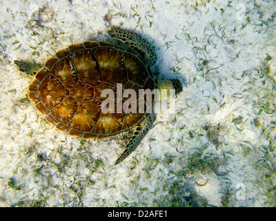 Una tortuga gigante toca la arena de arrecifes de coral en Belice Foto de stock